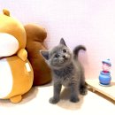 캣앤캣 고양이 병원 티스토리