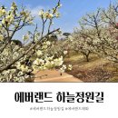 매화랜드 | 에버랜드 하늘정원길 매화 후기 셔틀버스 도시락