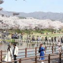 서산시 해미면, 제3회 해미벚꽃축제 성황리 열려(대한타임즈) 이미지