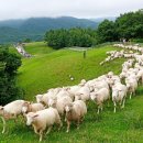 홍정목장 이미지