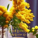 드시오 Daum카페