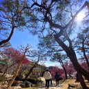 순천 탐매여행, 순천복음교회, 낙안읍성, 금둔사(24.02.27) 이미지