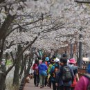 벚꽃마루 이미지