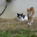 고양이정원 이미지