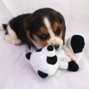 살랑살랑 이미지