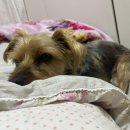 북악동물병원 이미지