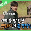 [M니멀] 충격주의😱 새끼 사체를 발견한 멧돼지의 반응 이미지