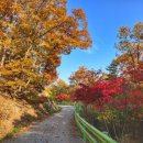 (주)속리산 관광개발 | 속리산 모노레일 타고 목탁봉전망대부터 말티재꼬부랑길 단풍 트레킹 순환로 8km 완주