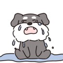 큐브애견미용학원 이미지