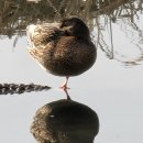 청둥오리 이미지