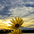 해바라기 이미지