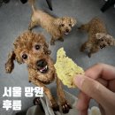 금쪽같은내강아지수제간식 | 망원 애견 수제간식 매장 후룹: 강아지 자연식 화식 후기 및 추천
