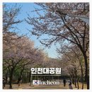 16 | 벚꽃 막바지 4월 16일 인천대공원 봄 나들이 후기+튤립 개화