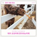 해우펜션 | 제주 조천카페 만다리노카페