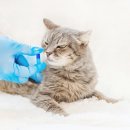 미사다나을동물병원 이미지