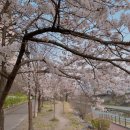 부용촌 | [경기도 벚꽃 명소] 부용천, 카페여로 벚꽃나들이🌸