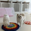 유앤퍼피 이미지