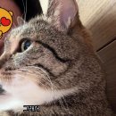 춘봉이 옆모습도 귀엽다 이미지