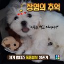 전동물병원
