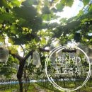 한마음 농장 | [체험] 가족과 함께한 힐링타임, 한살림 청주 포도축제 후기