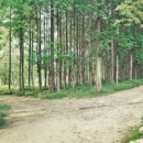 래화 Daum카페