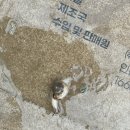 청양동강리오토캠핑장 | [충남 캠핑장] 청양동강리오토캠핑장 A1 예약방법 후기