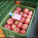 안동청과 이미지