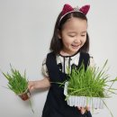 👩‍🌾하린농부의 보리새싹 수확기🌱 이미지