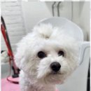 오늘, 예쁘개 이미지