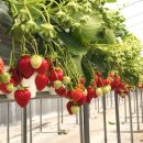 한사랑농장 이미지