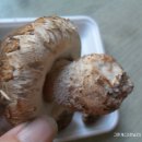 버섯이야기