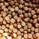 병아리 콩 이미지