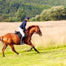 태백승마클럽 이미지