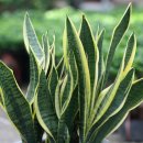 우리집강아지 이미지