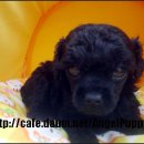 엔젤퍼피 이미지