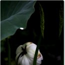 연꽃이야기 이미지