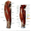 인체해부도 [둔부와 다리 1-18] 한방성형2-1 이미지