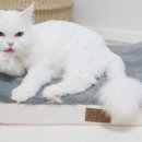 디엔씨펫 이미지