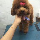 24시청주i동물병원 이미지