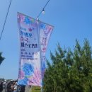 울산 장생포 수국 페스티벌 고래문화마을 울산 주말 수국 방문 후기