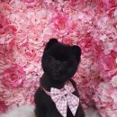 바비펫살롱 이미지