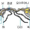 바퀴벌래.. 개미 안전하게 퇴치하는 방법 이미지