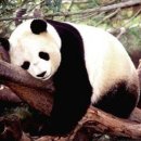 리얼브로우 네이버블로그