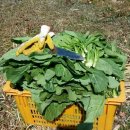 자연에마트 이미지