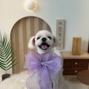 펫살롱 토비몰리 이미지