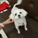 코코멍
