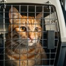 마로동물병원 | 고양이 차 멀미, 약으로 진짜 해결될까? 실전 후기와 주의사항