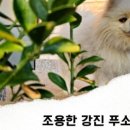 선화네푸소 이미지
