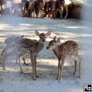 꽃사슴화원 이미지