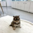 강아지분양 애견분양 퍼피플라워 중랑점 | 중랑구강아지분양 폼스키 분양가